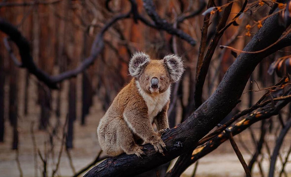 Koala adoption - image from WWF
